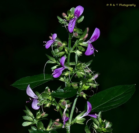 {Dicliptera brachiata}